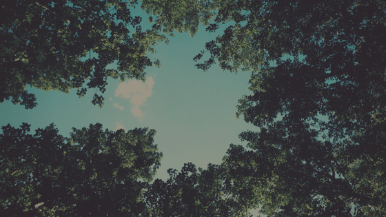 , Types of tree debris in your gutter this fall, Outback GutterVac